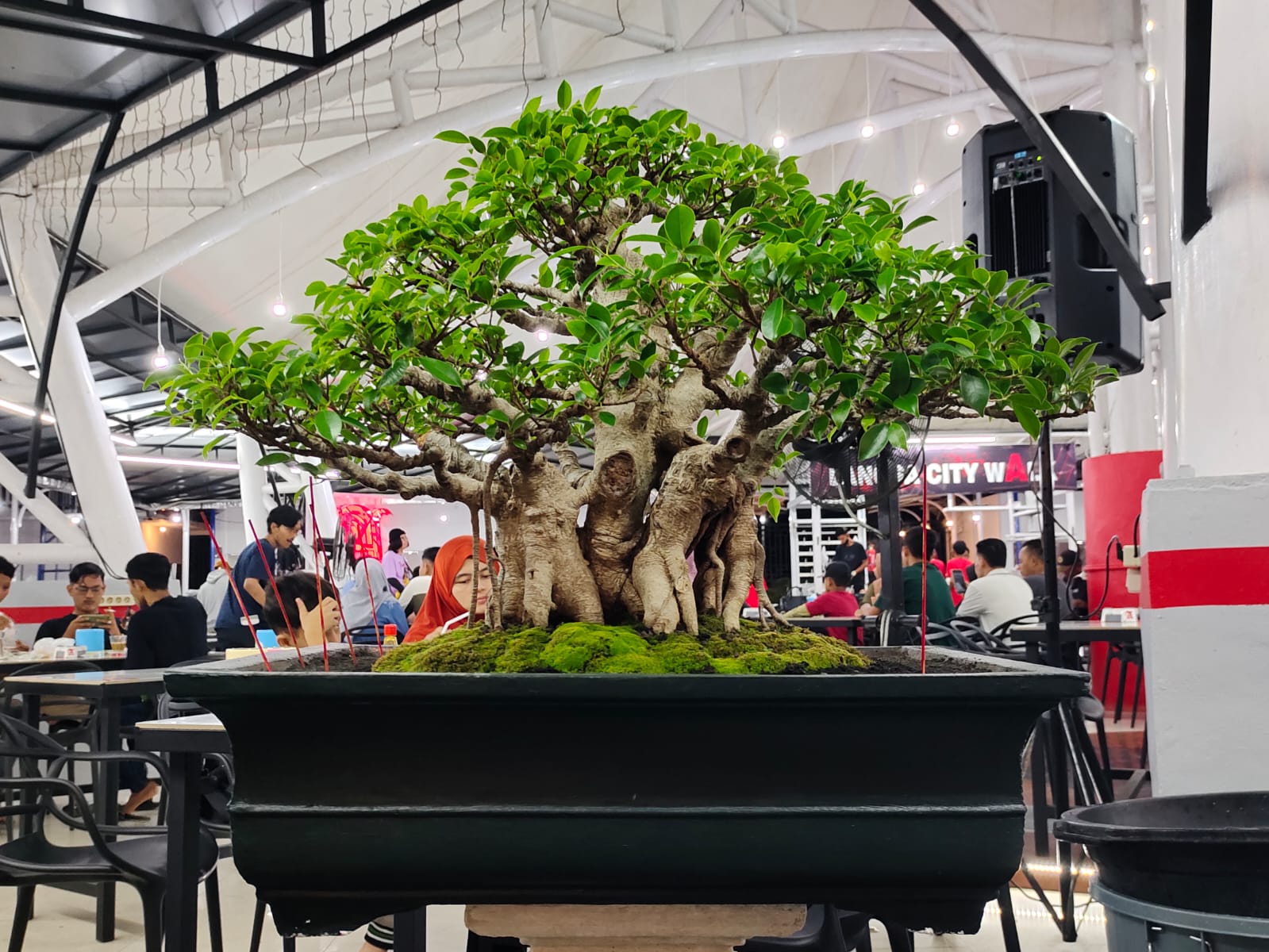 Detail Apa Itu Tanaman Bonsai Koleksi Nomer