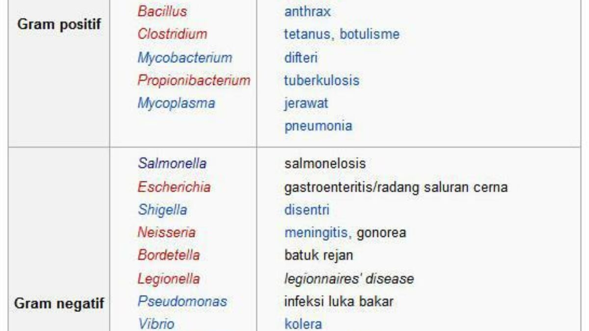 Detail 10 Contoh Bakteri Gram Positif Nomer 3