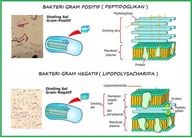 Detail 10 Contoh Bakteri Gram Positif Nomer 37