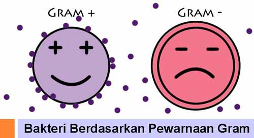 Detail 10 Contoh Bakteri Gram Positif Nomer 38