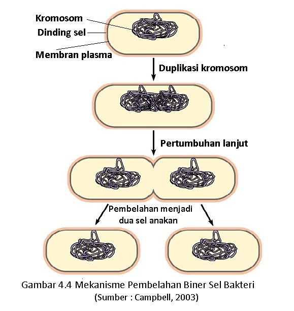 Detail 10 Contoh Monera Nomer 35