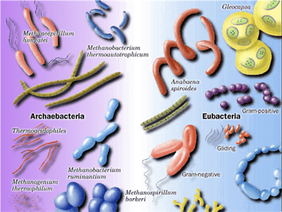 Detail 10 Contoh Monera Nomer 8