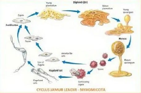 Detail 10 Contoh Monera Nomer 10