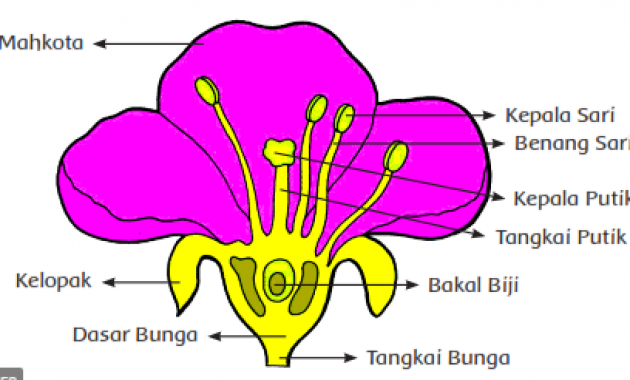 Detail 10 Contoh Tumbuhan Generatif Nomer 27