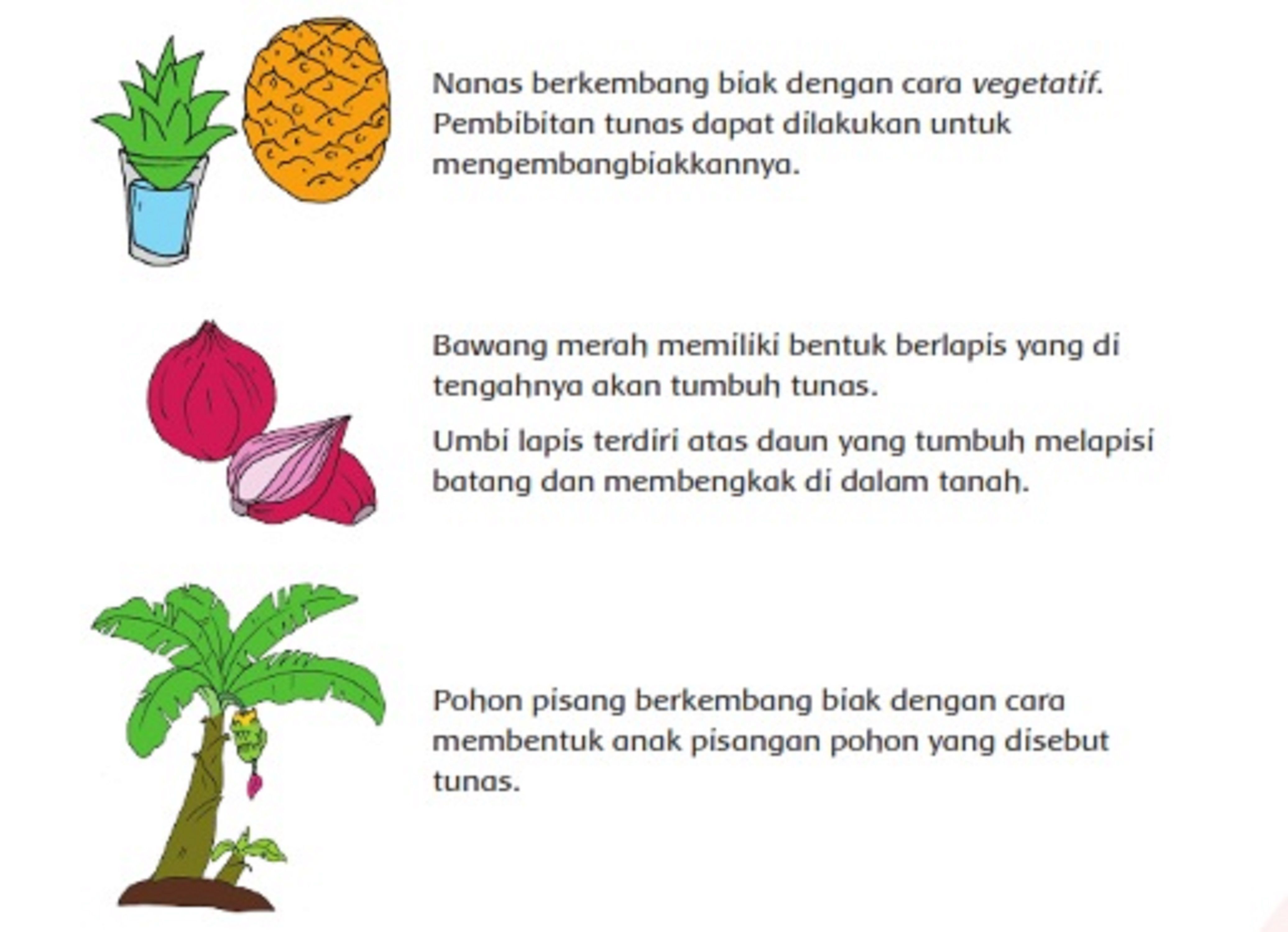 Detail 10 Contoh Tumbuhan Vegetatif Nomer 6