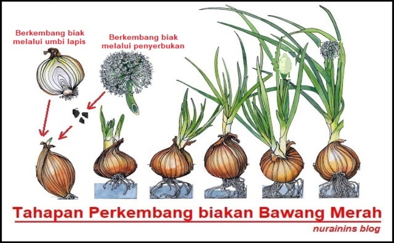 Detail 10 Contoh Tumbuhan Vegetatif Nomer 10