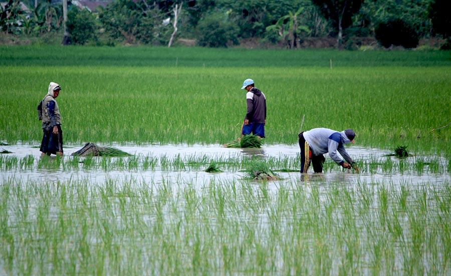 10 Wilayah Indonesia Gambar Pertanian Adat - KibrisPDR