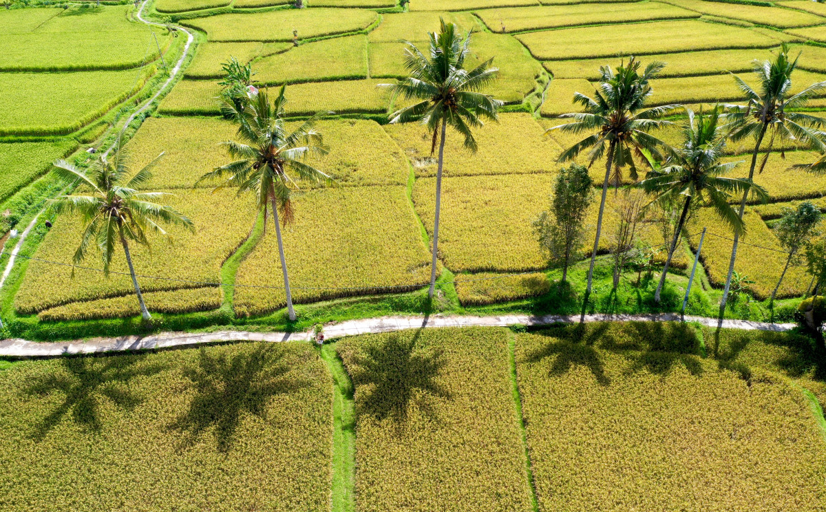 Detail 10 Wilayah Indonesia Gambar Pertanian Adat Nomer 2