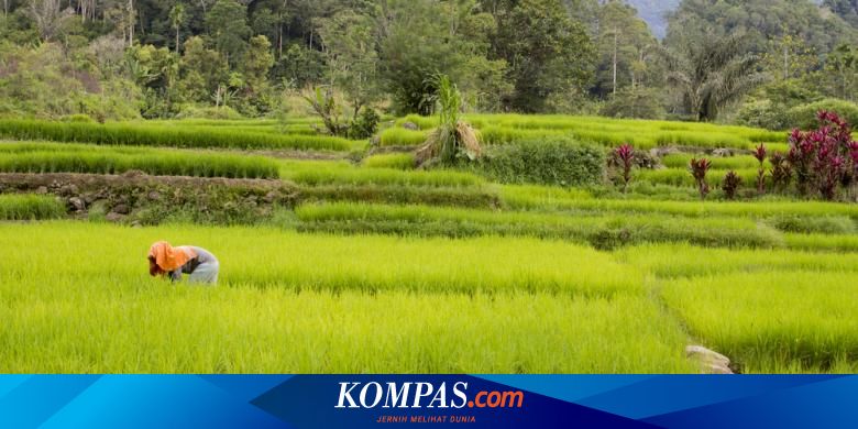 Detail 10 Wilayah Indonesia Gambar Pertanian Adat Nomer 18