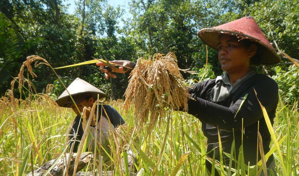 Detail 10 Wilayah Indonesia Gambar Pertanian Adat Nomer 24