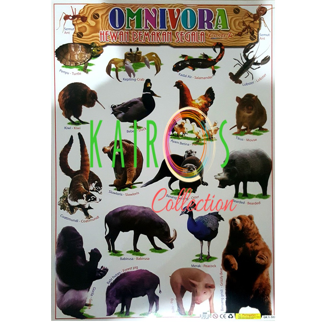 Download 15 Gambar Binatang Omnivora Nomer 52