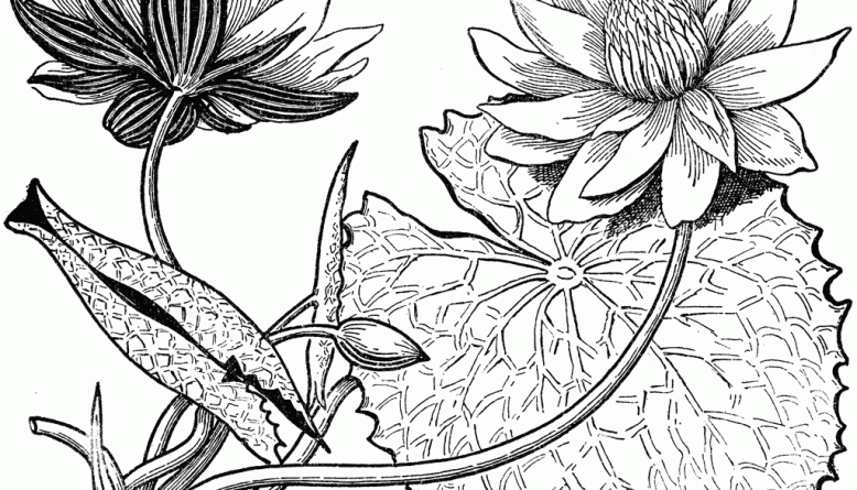 Download 15 Gambar Sketsa Bunga Dari Pensil Yang Mudah Dibuat Nomer 23