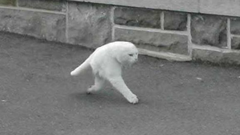 2 Legged Cat Meme - KibrisPDR