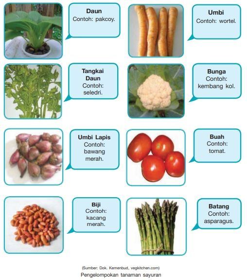 Detail 20 Contoh Sayuran Buah Nomer 9
