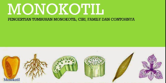 Detail 20 Contoh Tumbuhan Monokotil Dan Dikotil Nomer 12