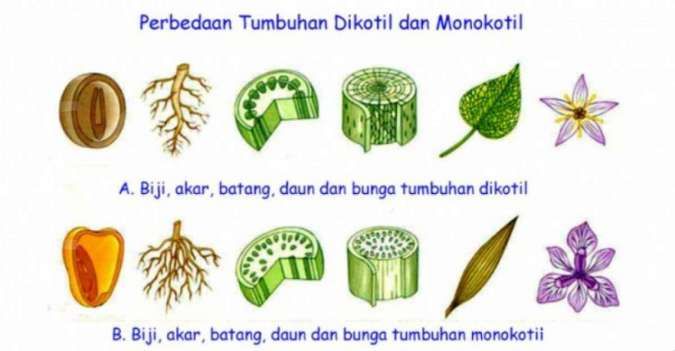 Detail 20 Contoh Tumbuhan Monokotil Dan Dikotil Nomer 19