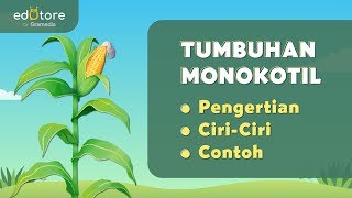 Detail 20 Contoh Tumbuhan Monokotil Dan Dikotil Nomer 22