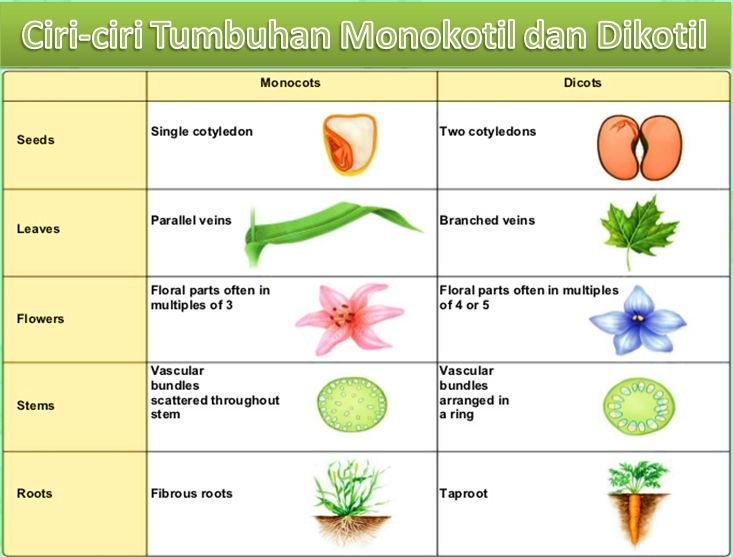 Detail 20 Contoh Tumbuhan Monokotil Dan Dikotil Nomer 23