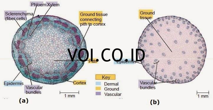 Detail 20 Contoh Tumbuhan Monokotil Dan Dikotil Nomer 36