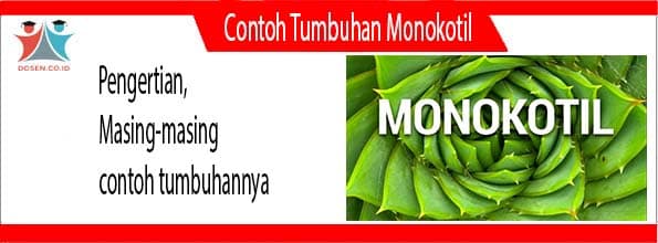 Detail 20 Contoh Tumbuhan Monokotil Dan Dikotil Nomer 42