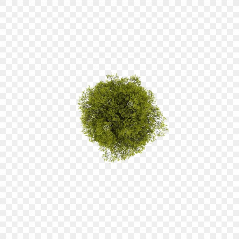 Download 2d Tree Png Nomer 37