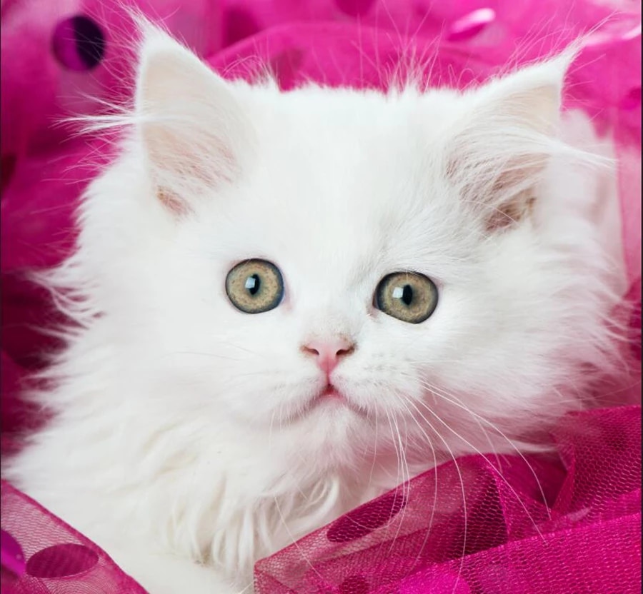 Detail 3d Cat Wallpaper Nomer 15