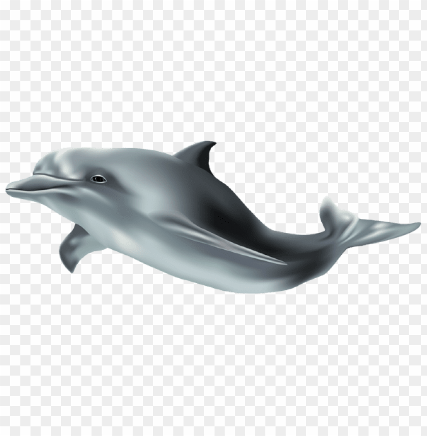 Detail 3d Dolphin Png Nomer 35