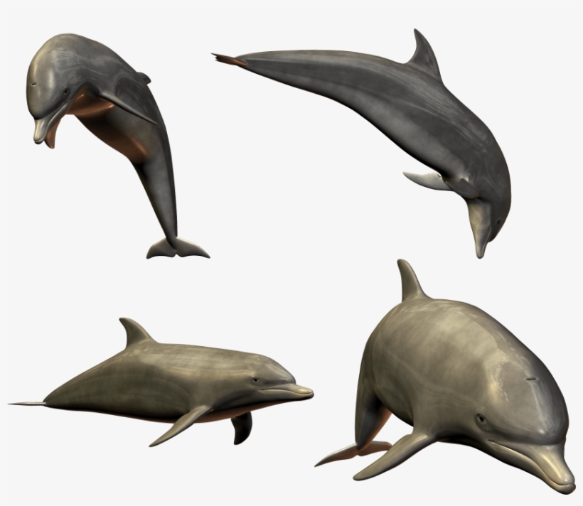 Detail 3d Dolphin Png Nomer 40