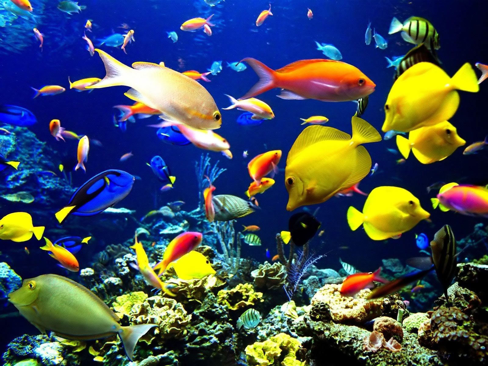 Detail 3d Fish Live Wallpaper Nomer 2