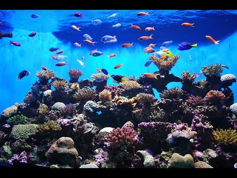 Detail 3d Fish Live Wallpaper Nomer 41