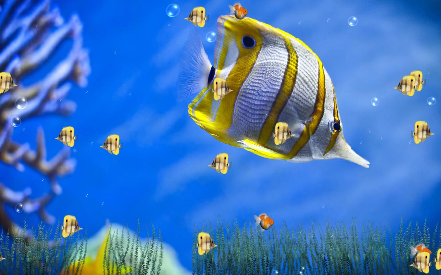 Detail 3d Fish Live Wallpaper Nomer 59