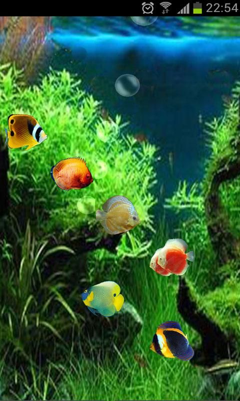 Detail 3d Fish Live Wallpaper Nomer 10