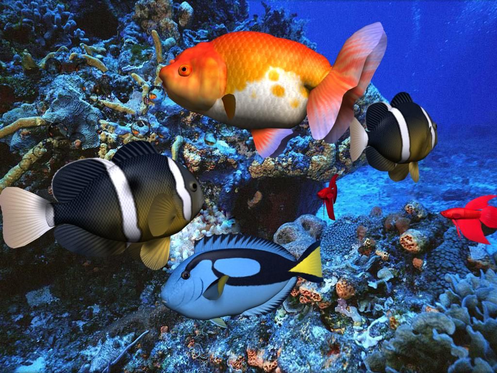 Detail 3d Fish Wallpaper Nomer 22