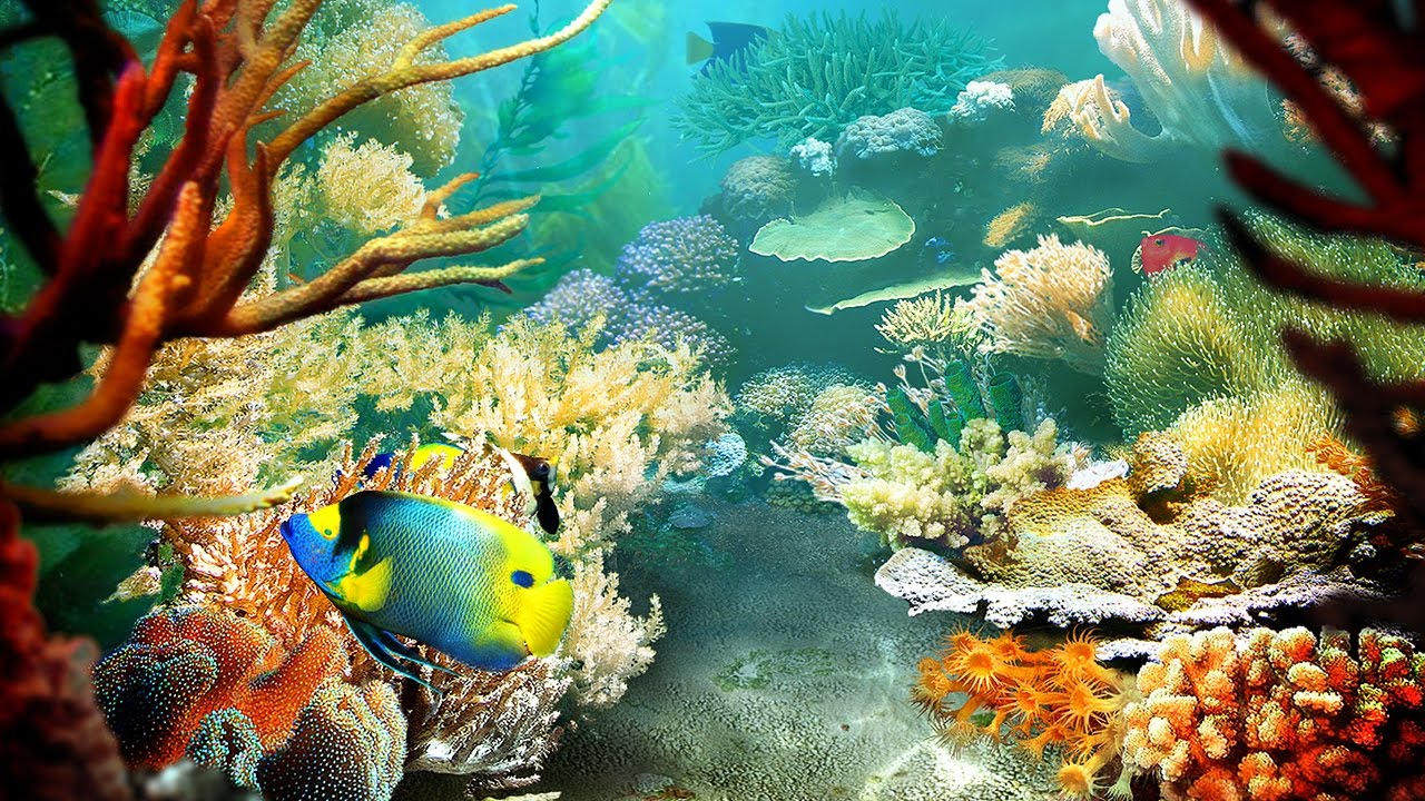 Detail 3d Fish Wallpaper Nomer 34