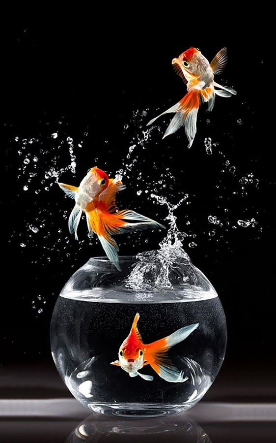 Detail 3d Fish Wallpaper Download Nomer 23