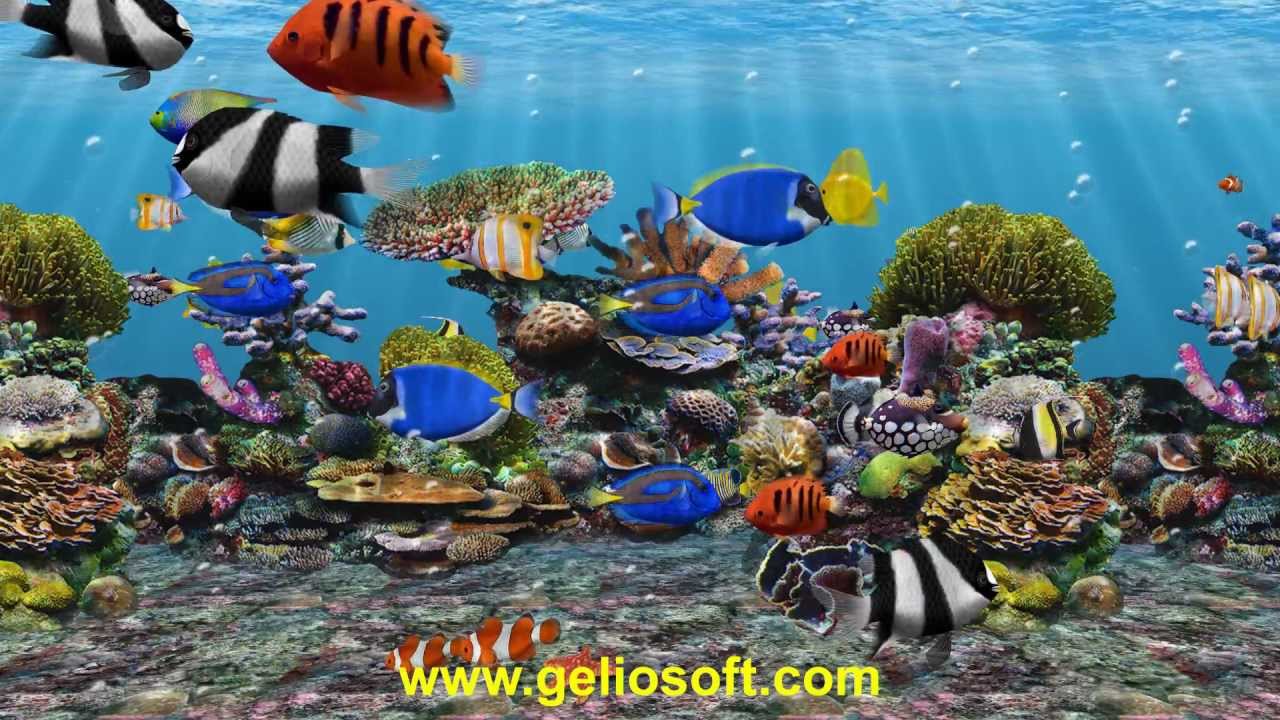 Detail 3d Fish Wallpaper Download Nomer 28