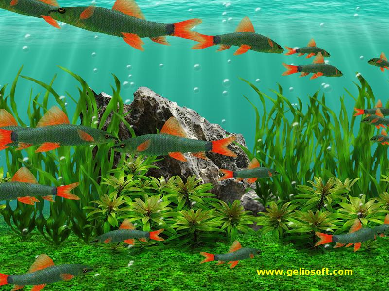 Detail 3d Fish Wallpaper Download Nomer 42