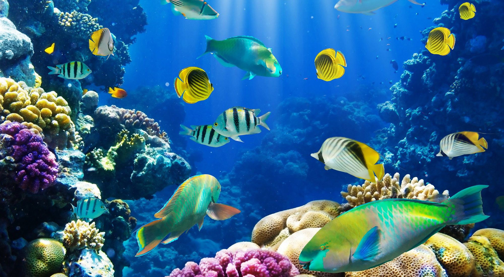 Detail 3d Fish Wallpaper Download Nomer 51