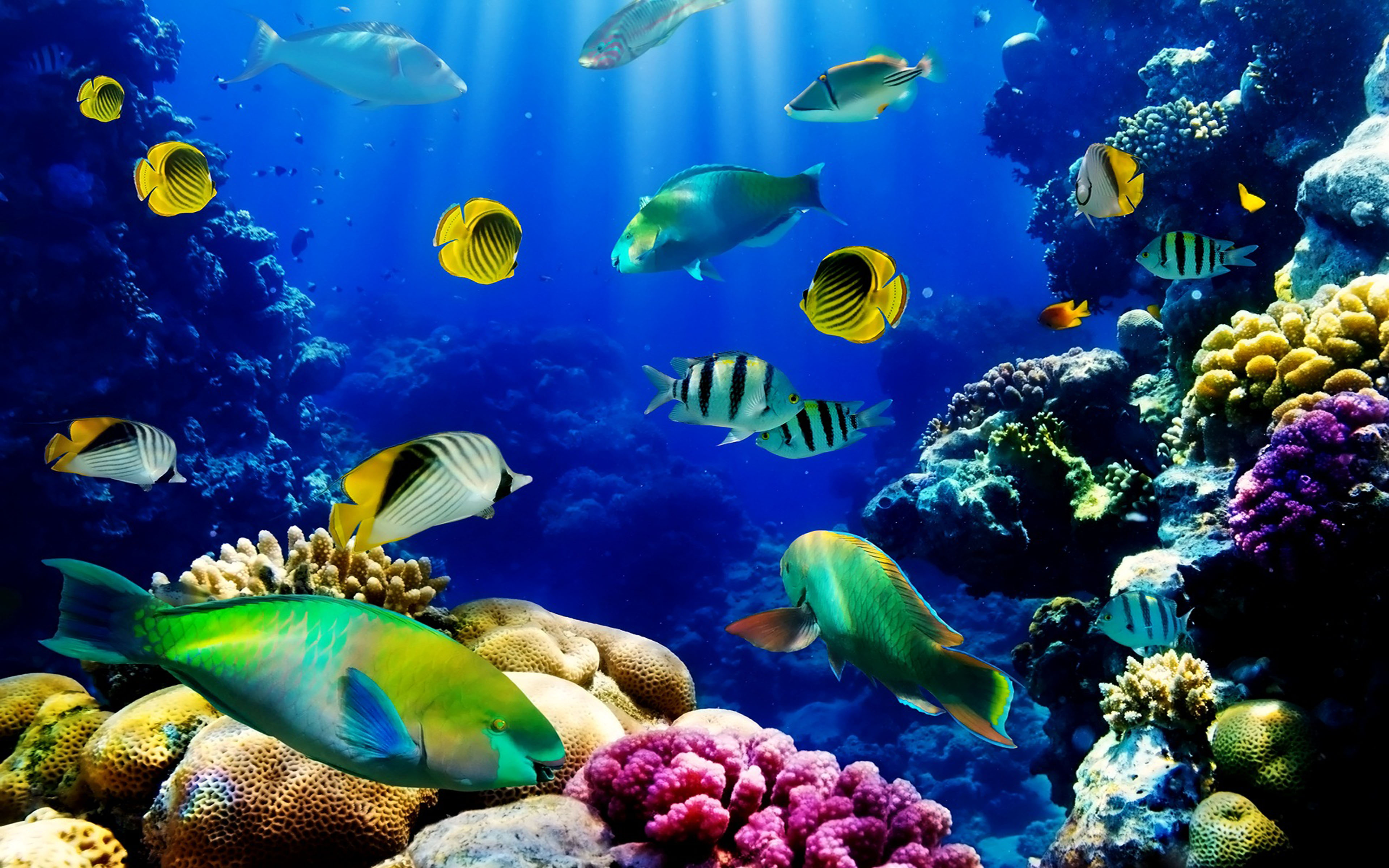 Detail 3d Fish Wallpaper Hd Nomer 19