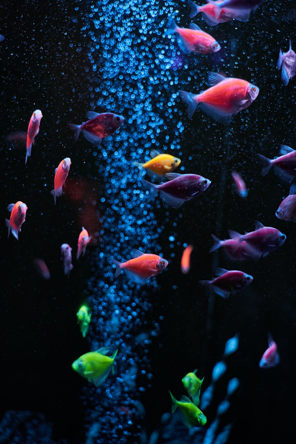 Detail 3d Fish Wallpaper Hd Koleksi Nomer 3