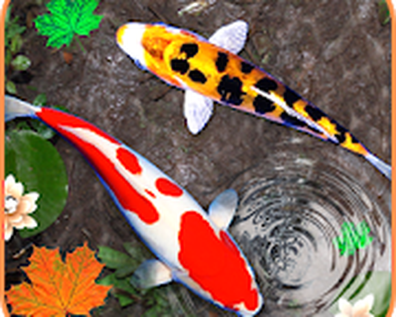 Detail 3d Fish Wallpaper Hd Nomer 31