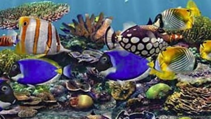 Detail 3d Fish Wallpaper Hd Download Nomer 58