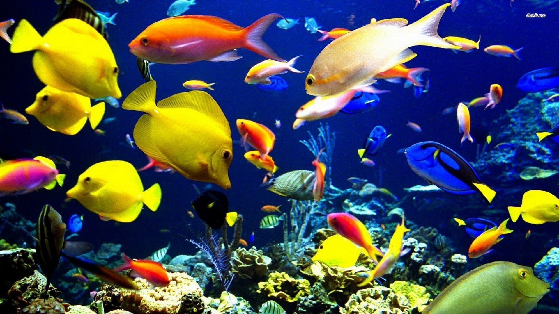 Detail 3d Fish Wallpaper Hd Download Nomer 59