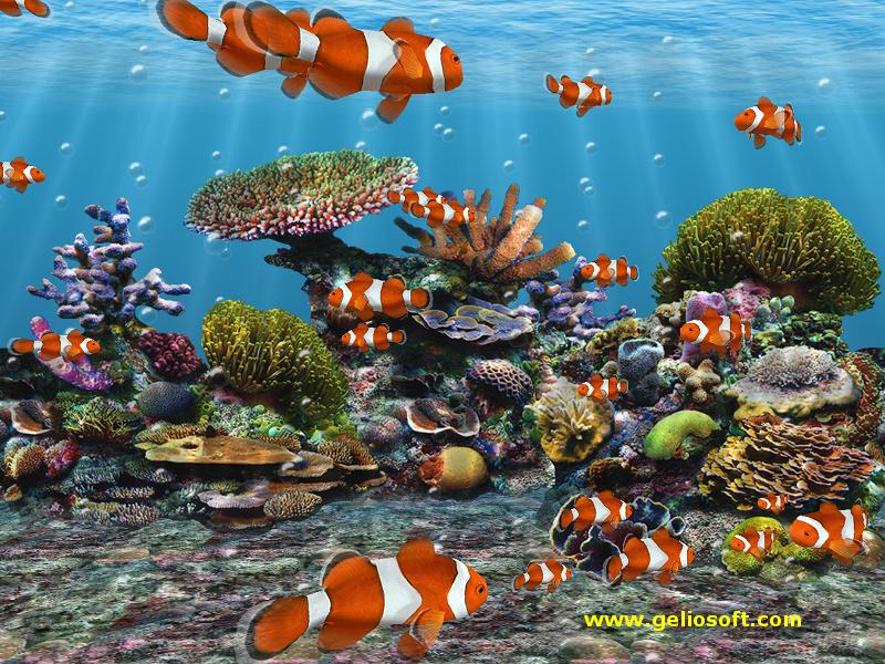 Detail 3d Fish Wallpaper Hd Live Nomer 9