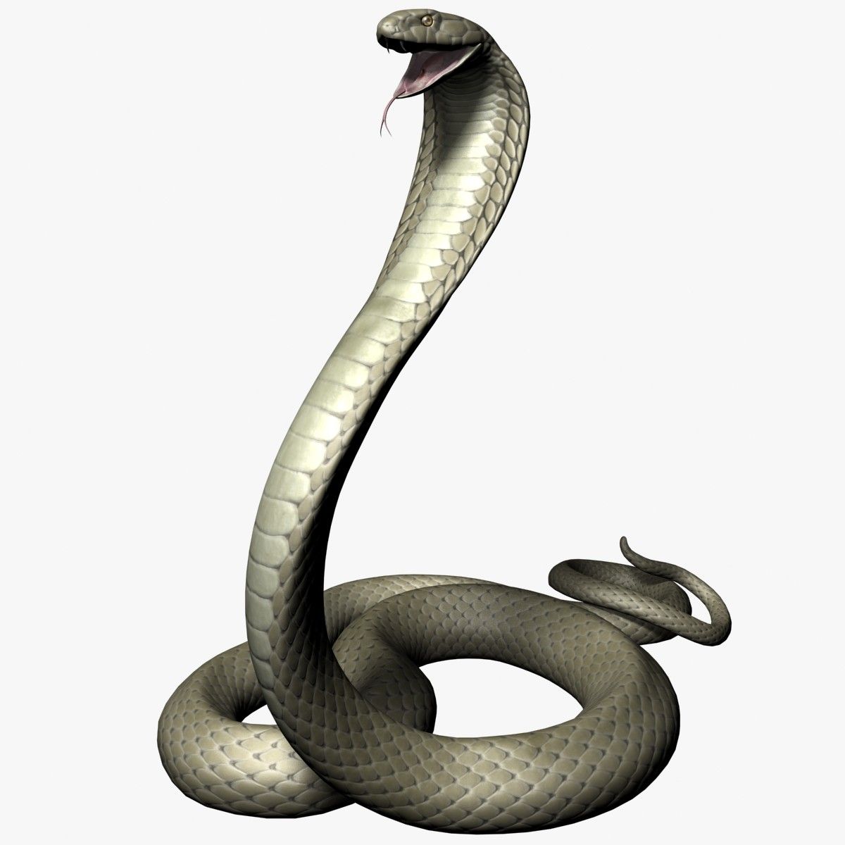 Detail 3d King Cobra Snake Wallpaper Nomer 12