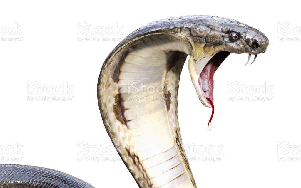 Detail 3d King Cobra Snake Wallpaper Nomer 18