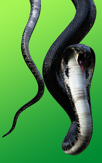 Detail 3d King Cobra Snake Wallpaper Nomer 19