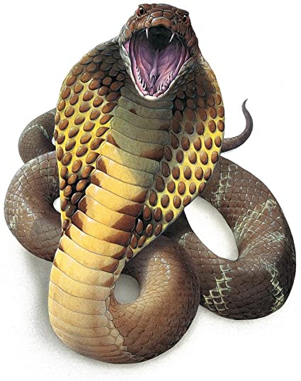 Detail 3d King Cobra Snake Wallpaper Nomer 20