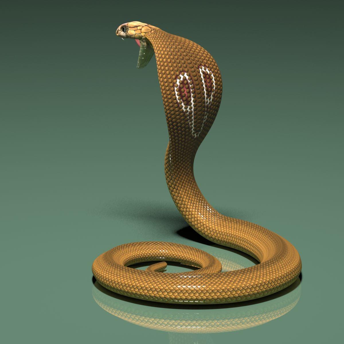Detail 3d King Cobra Snake Wallpaper Nomer 3