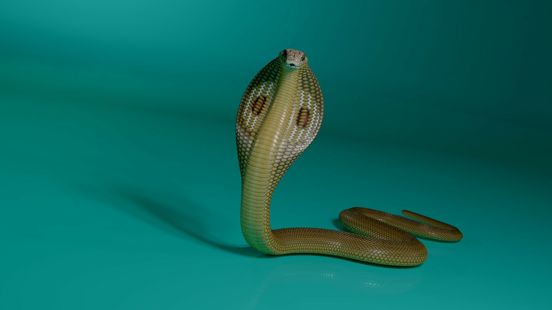 Detail 3d King Cobra Snake Wallpaper Nomer 31